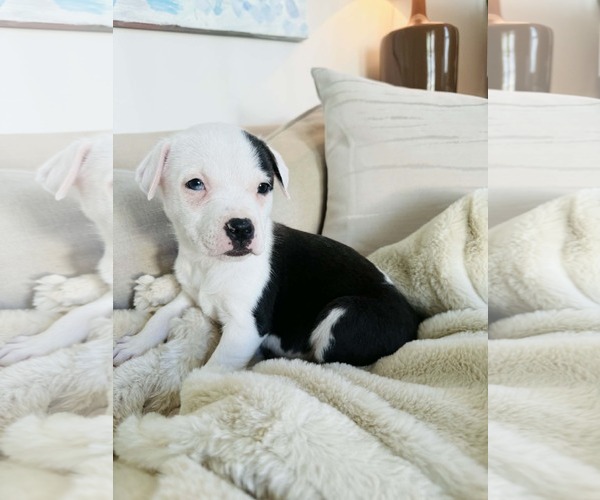 Medium Photo #6 American Pit Bull Terrier-Labrador Retriever Mix Puppy For Sale in Holly Springs, NC, USA
