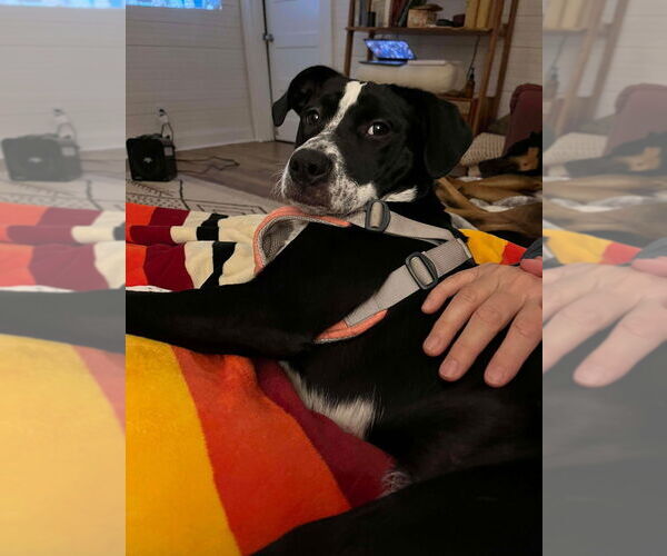 Medium Photo #16 Mutt Puppy For Sale in Candler, NC, USA