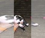 Small #3 Boston Terrier