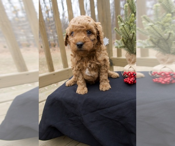 Medium Photo #2 Goldendoodle (Miniature) Puppy For Sale in CAPON BRIDGE, WV, USA