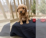 Small Photo #2 Goldendoodle (Miniature) Puppy For Sale in CAPON BRIDGE, WV, USA