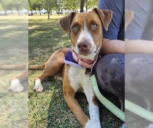 American Pit Bull Terrier-Unknown Mix Dogs for adoption in Bakersfield, CA, USA