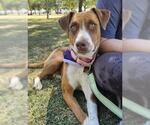 Small American Pit Bull Terrier Mix