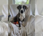 Small #6 Bulldog Mix