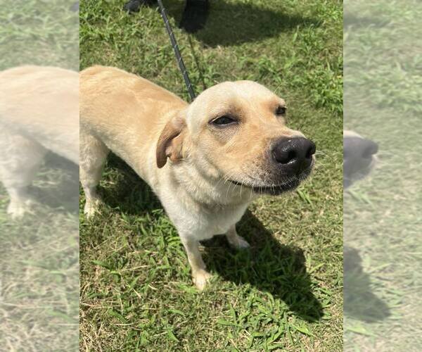 Medium Photo #3 Labrador Retriever-Unknown Mix Puppy For Sale in Abbeville, LA, USA