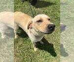 Small #2 Labrador Retriever Mix