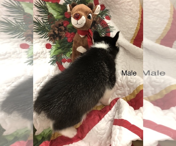 Medium Photo #2 Siberian Husky Puppy For Sale in SILEX, MO, USA