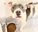 Small #2 Mutt