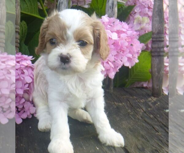 Medium Photo #1 Cavapoo Puppy For Sale in BLAIN, PA, USA