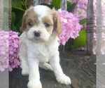 Small Photo #1 Cavapoo Puppy For Sale in BLAIN, PA, USA