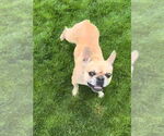 Small #3 French Bulldog