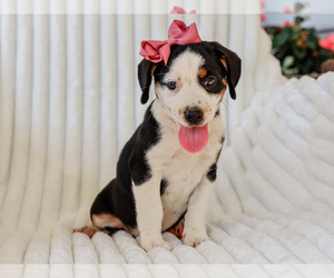 Beagle-Mutt Mix Puppy for sale in LIBERTY, KY, USA