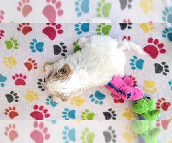 Medium Photo #2 Shih Tzu Puppy For Sale in ORO VALLEY, AZ, USA