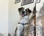 Small #1 Australian Shepherd Mix