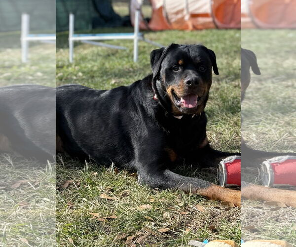Medium Photo #5 Rottweiler Puppy For Sale in Mooresville, NC, USA