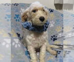 Small #3 Miniature Schnauzer-Poodle (Miniature) Mix
