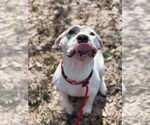 Small #12 American Bulldog Mix