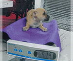 Small #3 Border Terrier Mix
