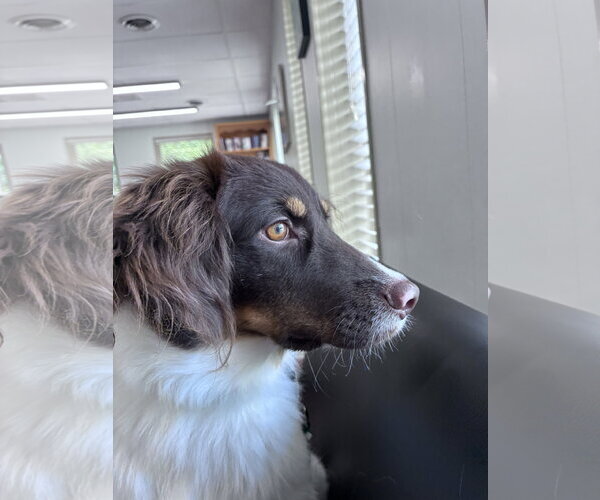 Medium Photo #3 Brittany-Unknown Mix Puppy For Sale in Curwensville, PA, USA