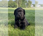 Small Photo #55 Labrador Retriever Puppy For Sale in FREDERICKSBG, OH, USA