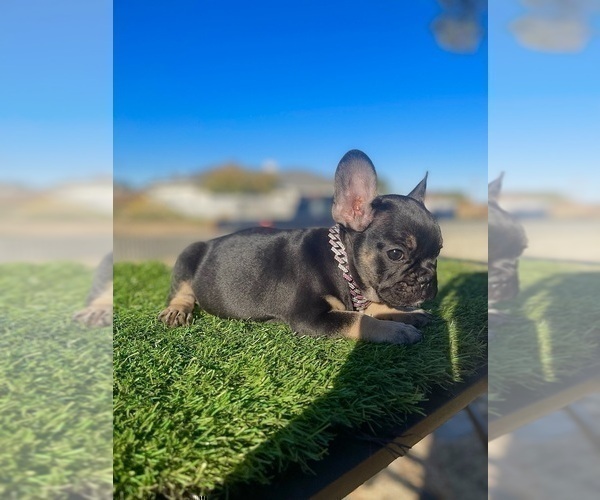 Medium Photo #7 French Bulldog Puppy For Sale in STOCKTON, CA, USA