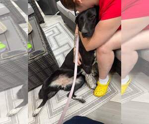 Kassidy - Female Borador Dog for Adoption - Photo #4
