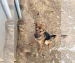 Small #4 German Shepherd Dog
