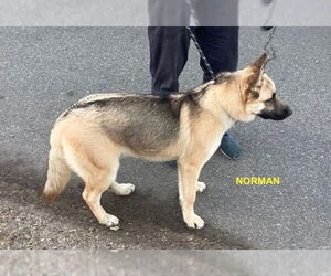 NORMAN - Male Siberian Husky-Unknown Mix Dog for Adoption - Photo #2