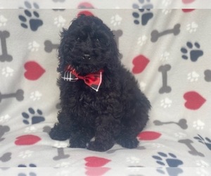 Cocker Spaniel-Poodle (Miniature) Mix Puppy for sale in LAKELAND, FL, USA