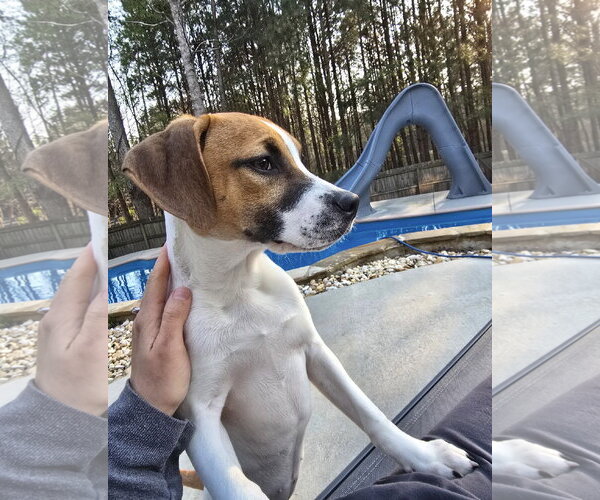 Medium Photo #1 Labrador Retriever-Unknown Mix Puppy For Sale in Ball Ground, GA, USA