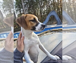 Labrador Retriever-Unknown Mix Dogs for adoption in Ball Ground, GA, USA