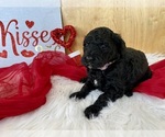 Small Photo #11 Goldendoodle Puppy For Sale in LAPOINT, UT, USA