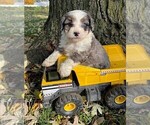 Small Photo #5 Miniature Bernedoodle Puppy For Sale in GREENWD, IN, USA