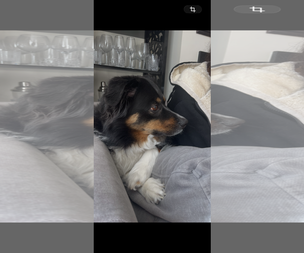Medium Photo #3 Australian Shepherd Puppy For Sale in Tenafly, NJ, USA