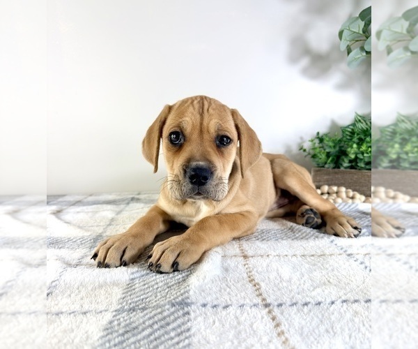 Medium Photo #1 Cane Corso Puppy For Sale in GREENFIELD, IN, USA