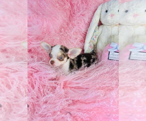 Medium Photo #15 Chihuahua Puppy For Sale in SHORT HILLS, NJ, USA