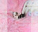 Small #14 Chihuahua