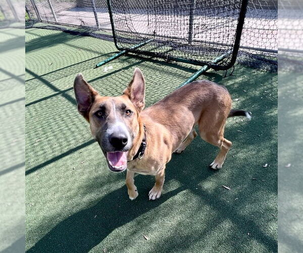 Medium Photo #3 German Shepherd Dog-Unknown Mix Puppy For Sale in San Juan Capistrano, CA, USA