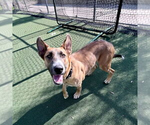 Levi - Male German Shepherd Dog-Unknown Mix Dog for Adoption - Photo #3
