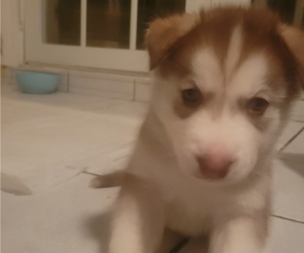 Medium Photo #2 Siberian Husky Puppy For Sale in WINTER HAVEN, FL, USA