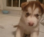 Small Photo #2 Siberian Husky Puppy For Sale in WINTER HAVEN, FL, USA