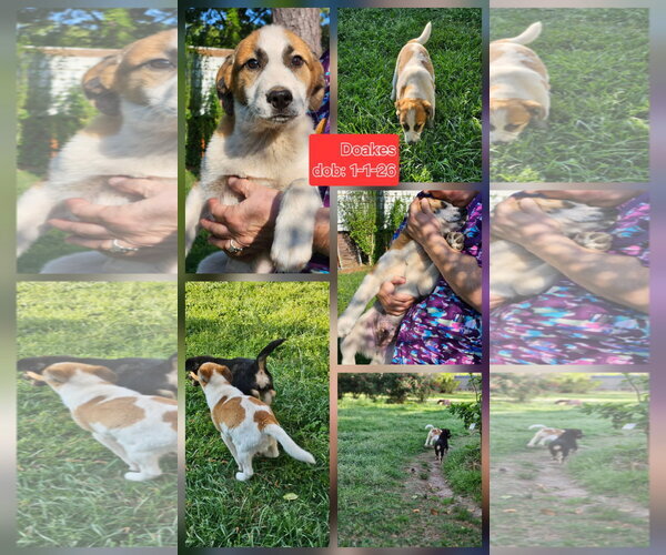 Medium Photo #2 Beagle-Unknown Mix Puppy For Sale in Wakefield, RI, USA