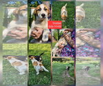 Small #1 Beagle Mix