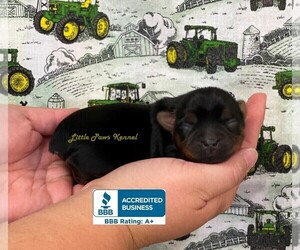 Yorkshire Terrier Puppy for sale in WINNSBORO, LA, USA