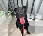 PATIENCE - Female Mastador Dog for Adoption - Small photo