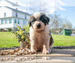 Small Photo #10 Saint Bernard Puppy For Sale in WEST FARMINGTON, OH, USA