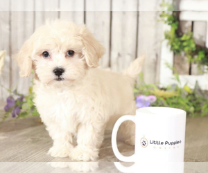 Maltipoo Puppy for sale in MOUNT VERNON, OH, USA