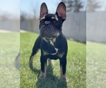Small Photo #8 French Bulldog Puppy For Sale in PALATINE, IL, USA