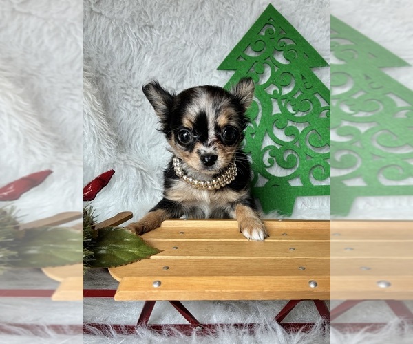 Medium Photo #4 Chihuahua Puppy For Sale in NEWVILLE, PA, USA