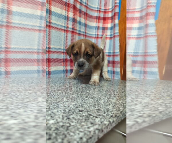 Medium Photo #5 Mutt Puppy For Sale in FAIRLAWN, OH, USA